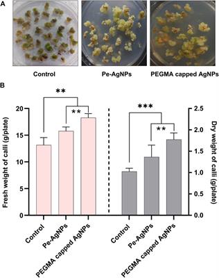 Biological synthesis of hybrid silver nanoparticles by Periploca aphylla Dcne. From nanotechnology to biotechnology applications